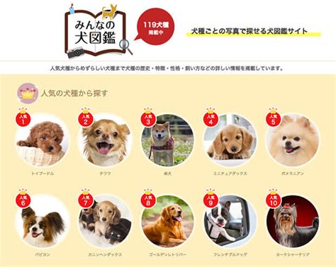 てりしゃ|みんなの犬図鑑